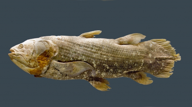 coelacanth-prehistoric-fish